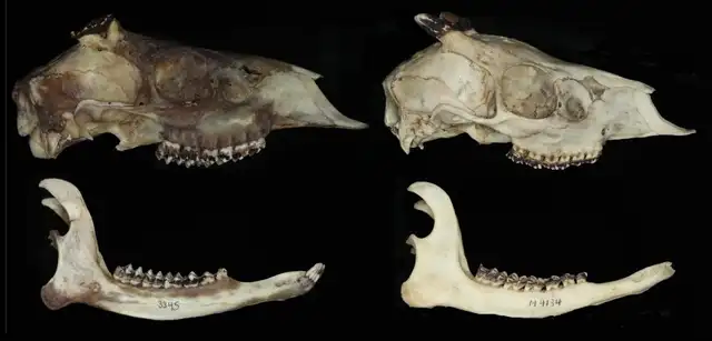  Esta especie de venado tiene una fosa lagrimal extremadamente profunda en el cráneo. Foto: Instituto Humboldt<br>    