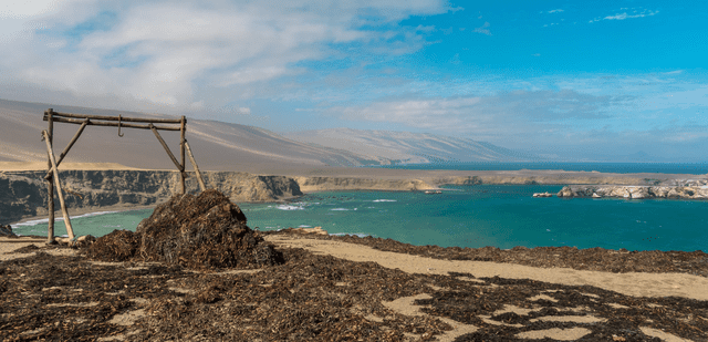 ¿Cómo afecta el sargazo al medio ambiente y en qué beneficia a los pescadores peruanos?