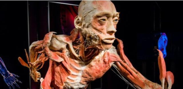 Bodies: Exposición de cuerpos humanos reales llegará por primera vez a Arequipa [FOTOS Y VIDEO]