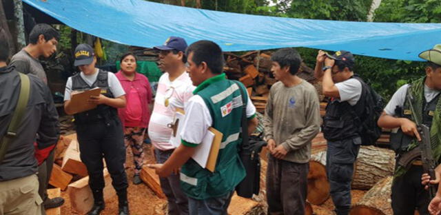 Vraem: Fuerzas combinadas Incautan más de 13 mil pies tablares de madera
