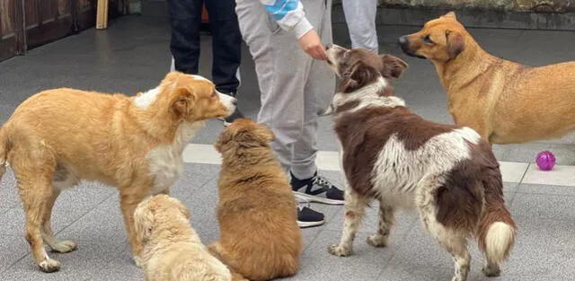 Animales rescatados de la calle