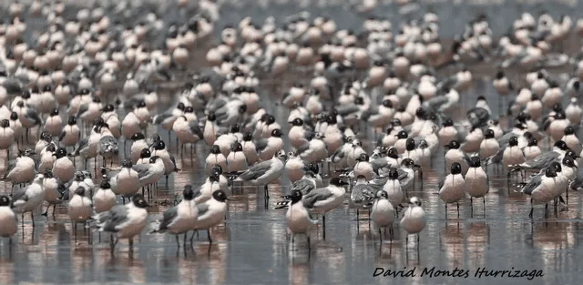  Diversas aves llegan al humedal artificial en búsqueda de alimento. Foto: David Montes-Iturrizaga   
