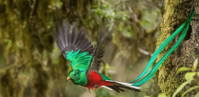 quetzal