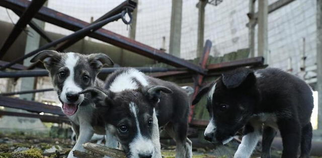 Los perros de Chernóbil: ¿qué pasó con las mascotas de las víctimas y quiénes pueden cuidarlos?