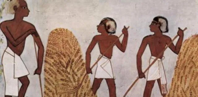  El trigo era más que un alimento para los egipcios. Foto: La Vanguardia<br>    