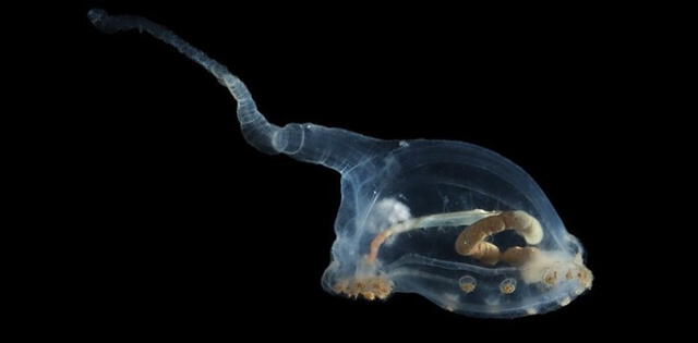 El pepino de mar, una especie transparente encontrada en Clarion-Clipperton. Foto: SMARTEX/NHM/NOC.    