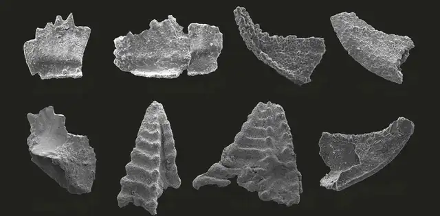 Especies clave de conodontos del Grupo Chiatsun, que proporcionan una edad del Ordovícico Medio para la cima del Monte Everest. Foto: IUGS Especies clave de conodontos del Grupo Chiatsun, que proporcionan una edad del Ordovícico Medio para la cima del Monte Everest. Foto: IUGS