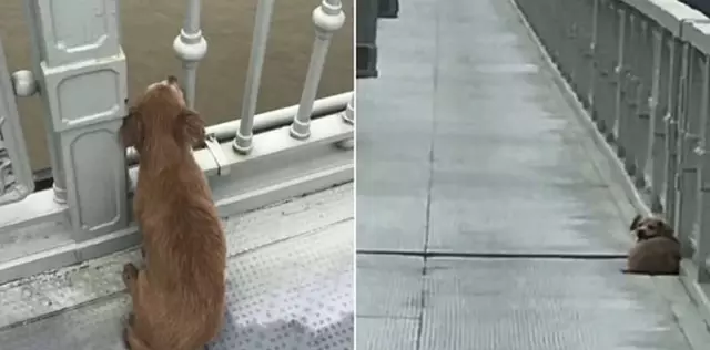 El perro estuvo esperando a su dueño durante cuatro días en el puente Yangtze en Wuhan. Foto: Clarín