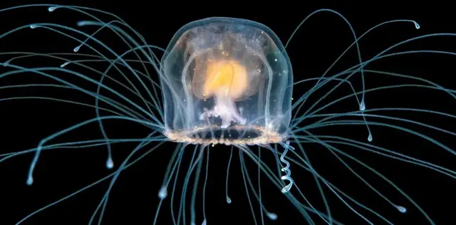  Cuando llegan al estado adulto, estas medusas son capaces de volver a una estructura larvaria. Foto: Naturalist   