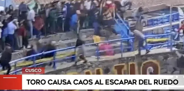 El animal no demoró en generar casos en las tribunas del coliseo. Foto: Captura América Noticias   