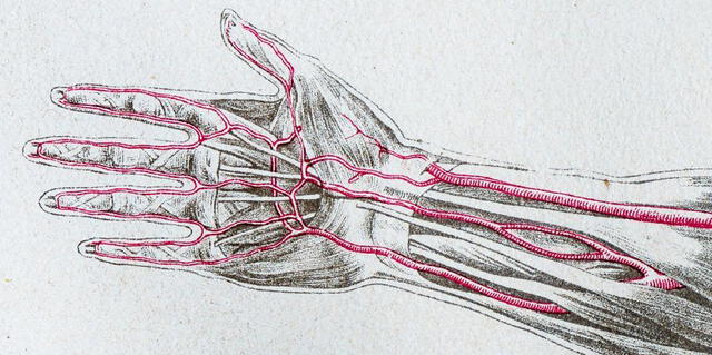  Tres arterias principales en el antebrazo: la arteria mediana en el centro. Foto: Nature   