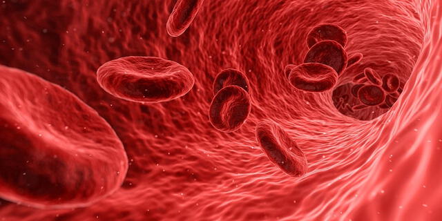 Los glóbulos rojos son células especiales cuya función es transportar oxígeno a los distintos tejidos del cuerpo humano. Foto: Pixabay