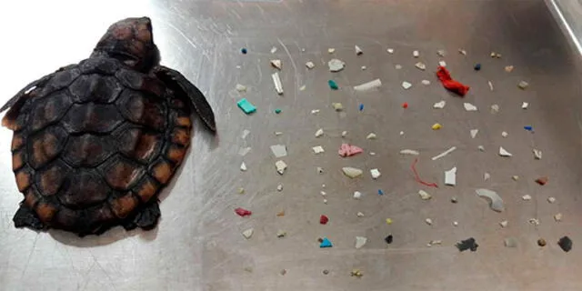 En total contabilizaron 104 piezas de plástico dentro de la tortuga bebé. Foto: @GumboLimboNC