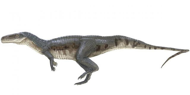 Los Poposaurus son uno de los varios géneros de arcosaurios descubiertos. Foto: Guadaque   