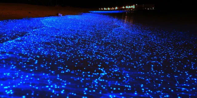  El responsable de este espectáculo luminoso es el plancton <strong>Noctiluca scintillans</strong>. Foto: National Geographic.   