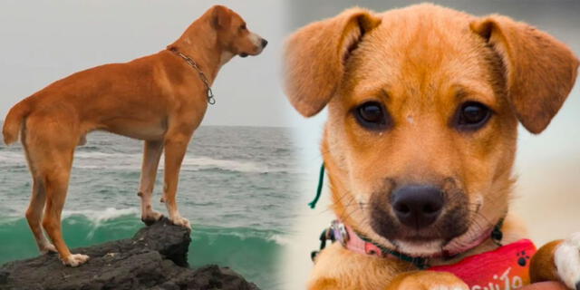 'Vaguito', la historia real del perro que espera a su dueño en la orilla del mar, se convirtió en la película peruana del momento. Foto: Cineplanet   