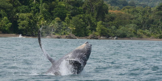  Las ballenas jorobadas en el océano Pacífico son una especie notable por sus migraciones estacionales y sus complejos comportamientos sociales y de reproducción. Natalia Botero / Fundación Macuáticos Colombia    