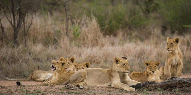  El Parque de Caza Matusadona es conocido por su salvaje naturaleza, que además alberga 40 leones y una gran diversidad de depredadores. Foto: Informe Pastran.    