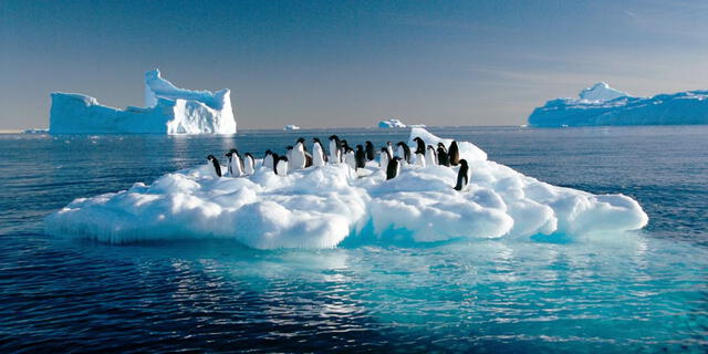  Los pingüinos en la Antártida dependen del hielo para reproducirse y cazar. Foto: IStock   