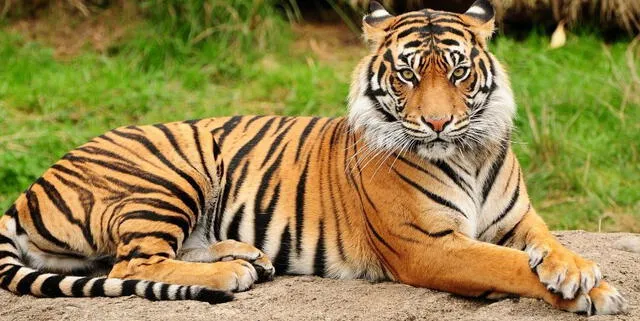 Los tigres son animales majestuosos. Foto: Tigres   