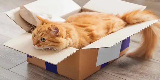 Hombre regaló el gato de su esposa cuando se fue de vacaciones y le pidió el divorcio al volver ella