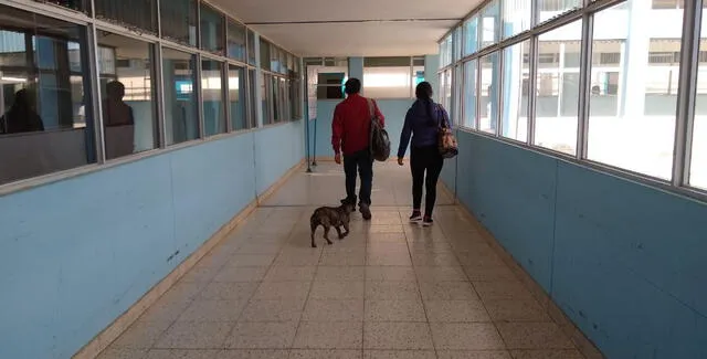 Perro burló seguridad de hospital e ingresó a instalaciones [FOTOS]