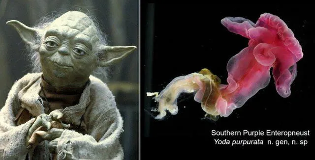 Purpurata Yoda