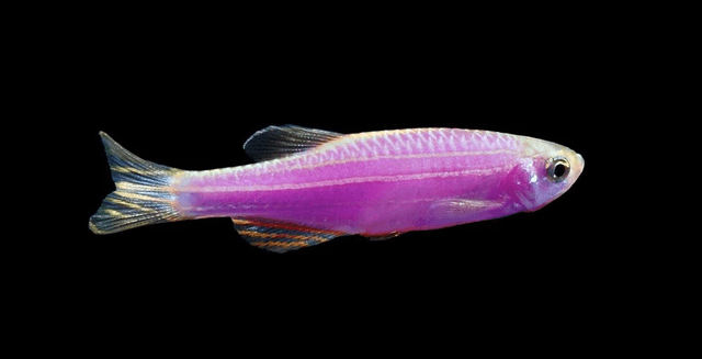 'Glofish'. Foto: Tampa Bay Cichlids.