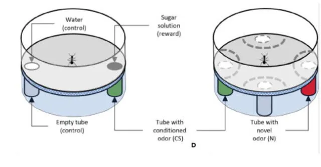 Se colocó una recompensa (azúcar) encima de un tubo (CS), y registraron el tiempo que necesitó la hormiga para encontrar la recompensa durante tres pruebas de condicionamiento. Foto: Piqueret et al. / Iscience