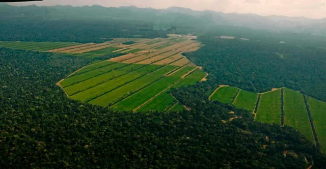  <br>La expansión de la agricultura en la Amazonía peruana ha ocasionado el aumento de la deforestación. Foto: AgroPerú   
