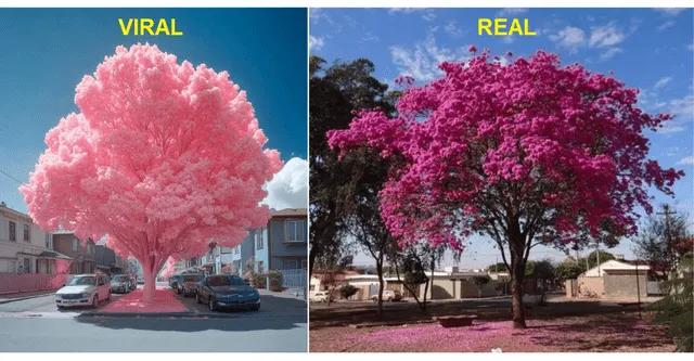 <em> Comparación entre la foto viral y un ejemplar verdadero del jacaranda rosa. Foto: captura de Google</em>   