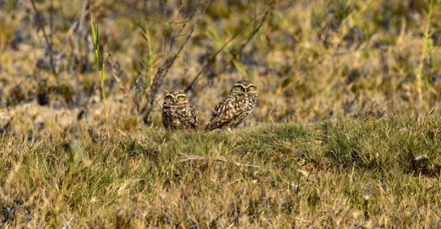 Ojo avizor. Pareja de lechuzas resguarda su nido en un islote situado entre el mar y el desierto.