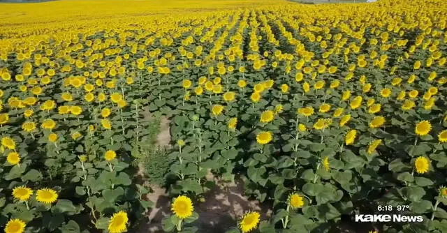 Lee Wilson usó 32 hectáreas para plantar más de un millón de girasoles. Foto: ABC   