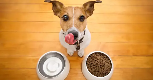 perro plato de comida