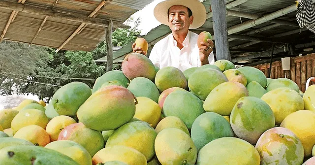  Impacto. La crisis climática atrasa la maduración de frutos. Foto: difusión   