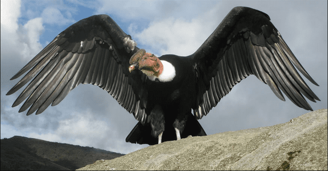 El cóndor andino (Vultur gryphus) destaca como una de las aves voladoras más grandes del mundo. Foto: Animales del Perú   