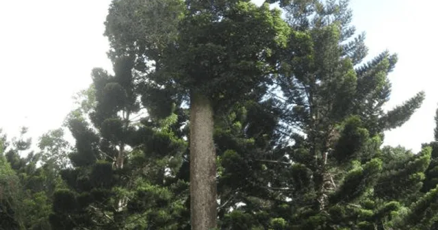 Este es el árbol tambalacoque, el cual producía las semillas que se alimentaban los pájaros dodos. (Foto: EllasSaben)