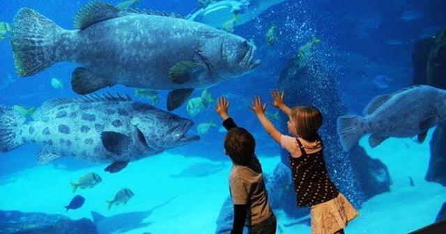 Acuario temático del Perú