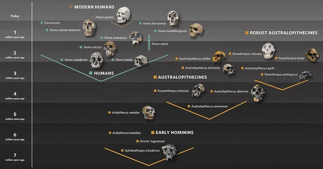 'Árbol genealógico' del género Homo. Imagen: Museo de Historia Natural del Reino Unido.   