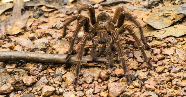  Esta tarántula goliat mide casi 30 centímetros y vive en la selva amazónica. Foto: National Geographic    