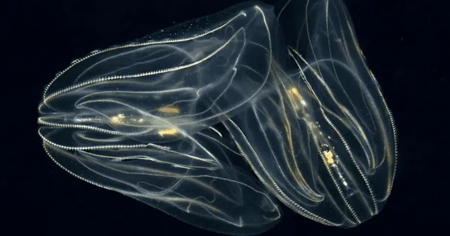  Las medusas peine, también llamadas ctenóforos, son seres traslúcidos y gelatinosos que viven en lo profundo del océano. Foto: Petra Urbanek / Wikimedia   