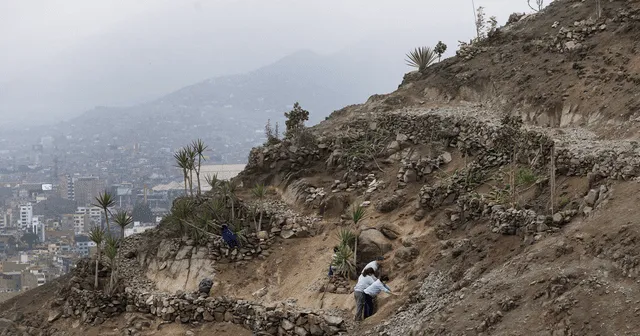 proyecto forestal en San Martín de Porres