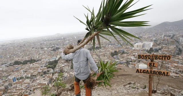 cerro la milla en san martín de porres