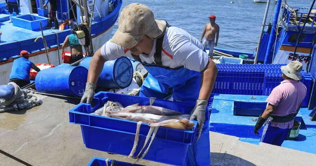  Oferta de pota se ha visto afectada en los últimos días. Precio del kilo subió a más de S/20. Foto: Andina   