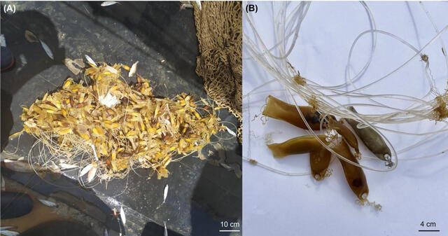 Los tiburones pintarroja están usando los residuos plásticos como sustratos para colocar a sus huevos. Foto: Figuerola et al.   