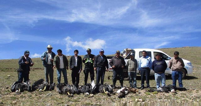 Ayacucho: Policía intensifica búsqueda de sujetos que envenenaron 6 cóndores