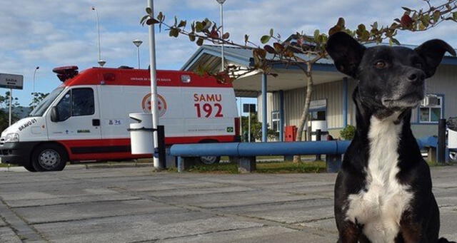 Negao, el perro que lleva esperando por mucho tiempo el retorno de su dueño en Santa Catarina, Brasil. (Foto: Regiao Noticias)