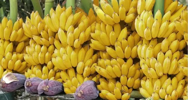  En 2024, Ecuador logró un valor aproximado de US$3,76 mil millones en bananos exportados. Foto: Presidencia de la República de Ecuador<br />    » title=» En 2024, Ecuador logró un valor aproximado de US$3,76 mil millones en bananos exportados. Foto: Presidencia de la República de Ecuador<br />    »   width=»640″ height=»341″ loading=»lazy» decoding=»async»></p>
<p> En 2024, Ecuador logró un valor aproximado de US$3,76 mil millones en bananos exportados. Foto: Presidencia de la República de Ecuador    </p>
<h2> La exportación de bananos de Ecuador y sus destinos, aparte de China y EE.UU.   </h2>
<p> Durante 2025, el sector bananero mantuvo una tendencia positiva. ACORBANEC reportó la exportación de 345,19 millones de cajas entre enero y noviembre, cifra que representó un incremento interanual del 3,27%. Este resultado confirmó una expansión constante en los volúmenes de venta hacia el exterior.   </p>
<p> La <a href=