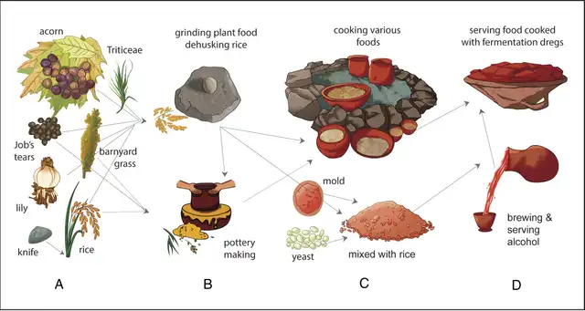 Proceso de la cultura Shangshan: recolección, preparación de alimentos, masa madre y uso de cerámica para consumo. Foto: PNAS