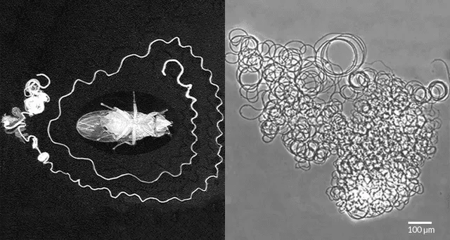 A la izquierda, un cadáver de la mosca de la fruta y su tracto reproductor. A la derecha, el laberíntico espermatozoide del insecto. Foto: Nature (2016) A la izquierda, un cadáver de la mosca de la fruta y su tracto reproductor. A la derecha, el laberíntico espermatozoide del insecto. Foto: Nature (2016)